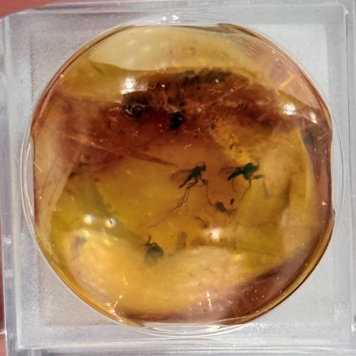 Barnsteen met Insect