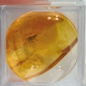 Barnsteen met Insect