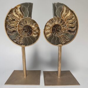 Ammonieten op standaard