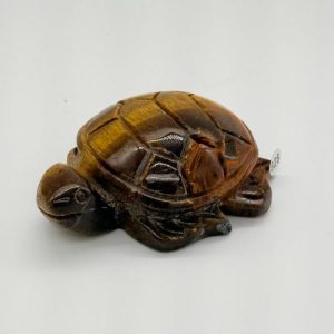 Grote tijgeroog schildpad carving